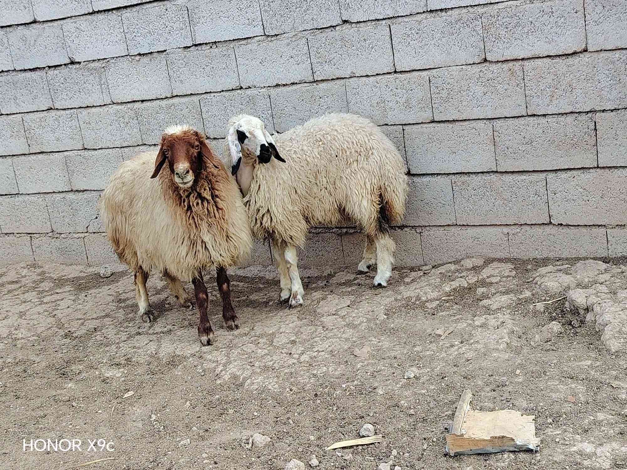 نعجه • ودجه • زوج