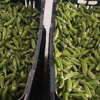 بانيا • تجميد • توصيل