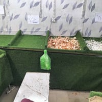 ميوزه علوه جاهزات بس تعرض عليهن نضيفات حيل جدد ثنين 3مترات اله شويه وا...