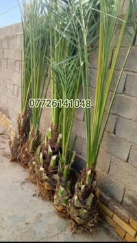 فسائل نخيل • منظومة تقطير • تجهيز حدائق