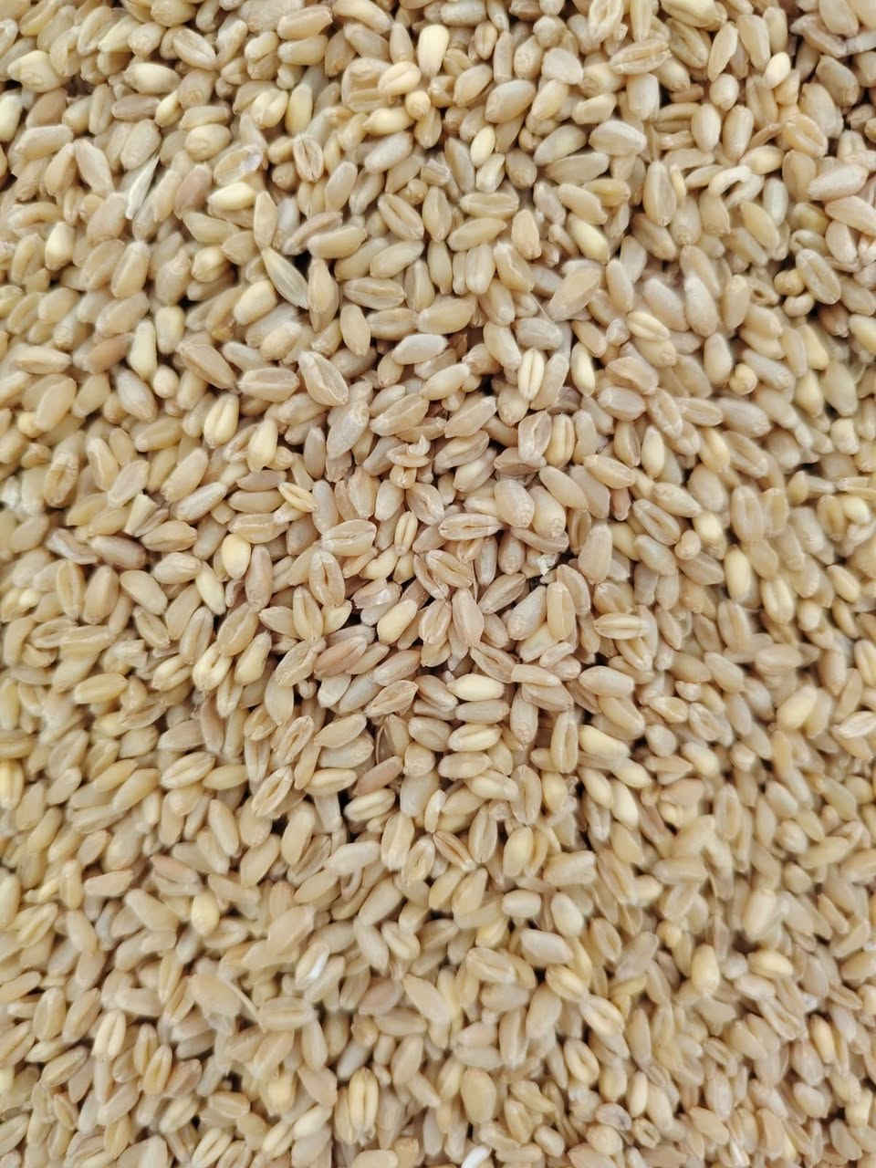 حنطة نظيفة • ١٨ طن • تكريت