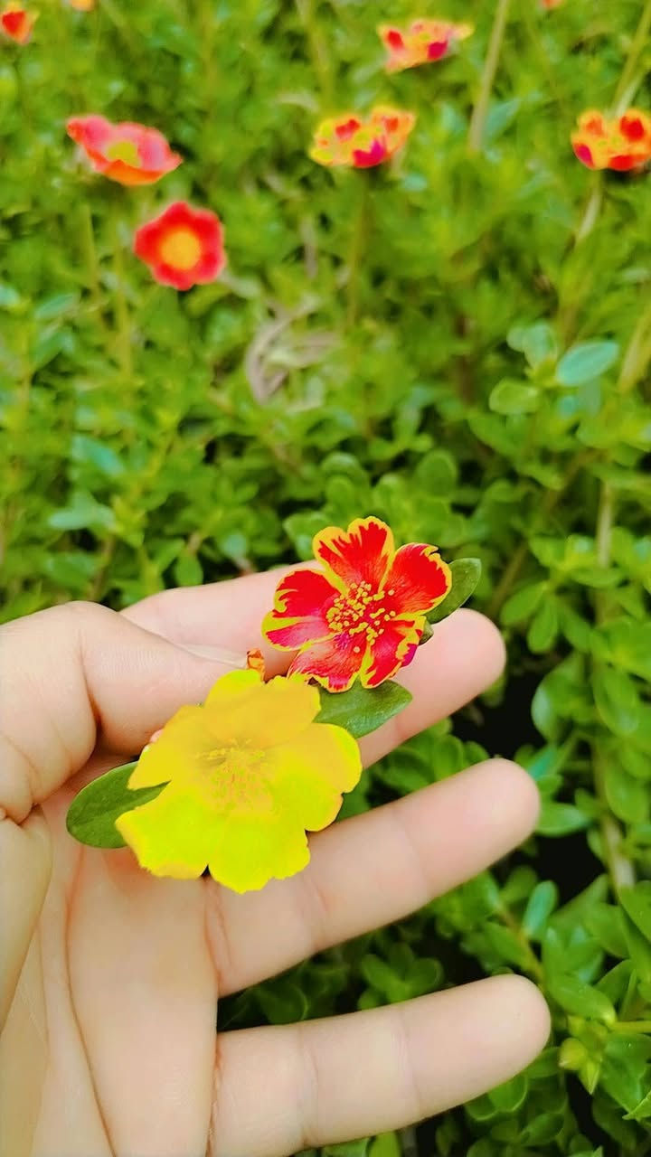 مشتل حسين مناف • ورود • أشجار
