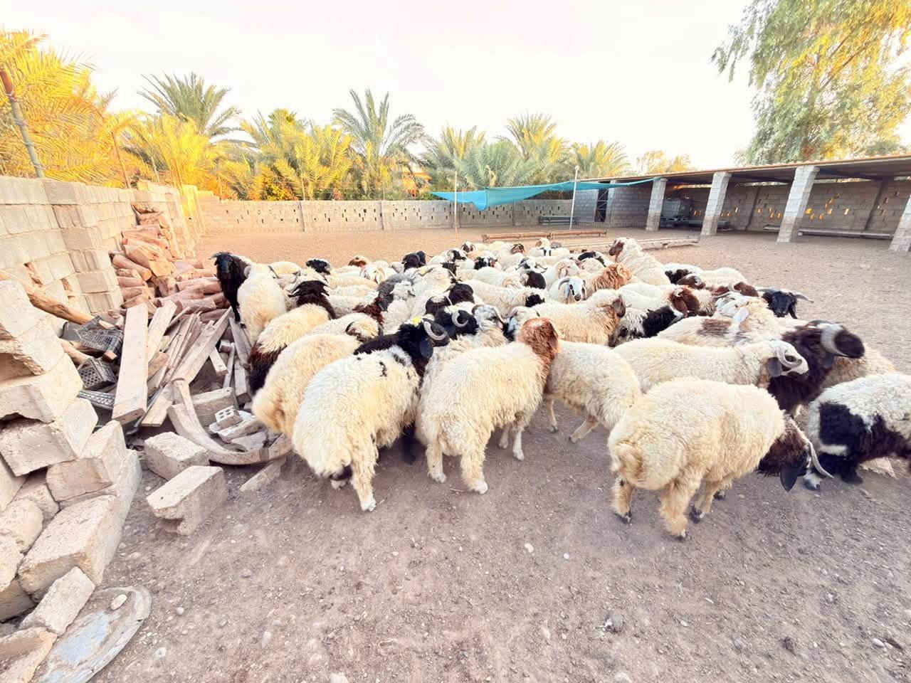السلام عليكم
طليان للبيع شرط النصاحه ومفولات مال قوزي
البيع شلع - ومفرد 

المكان العلم - قريه سمره 
الاستفسار والأسعار الاتصال عل رقم 

‭***********‬

‭***********‬
