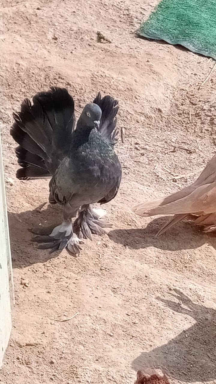 زوج عرايس • بطاريق بياض • العزيزية