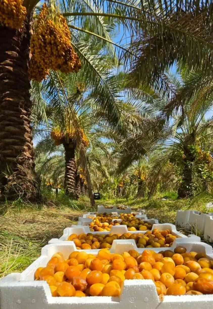 تمر برحي درجه اوله خشنه التواصل عله الارقام التاليه 
***********  0782367270 
تأريخ 2026/10/2
متوفر لدينا من 10كيلوات الى طن 
العنوان الصويره الرحمانيه

نص مكتوب في الصور:
- مشاء الله