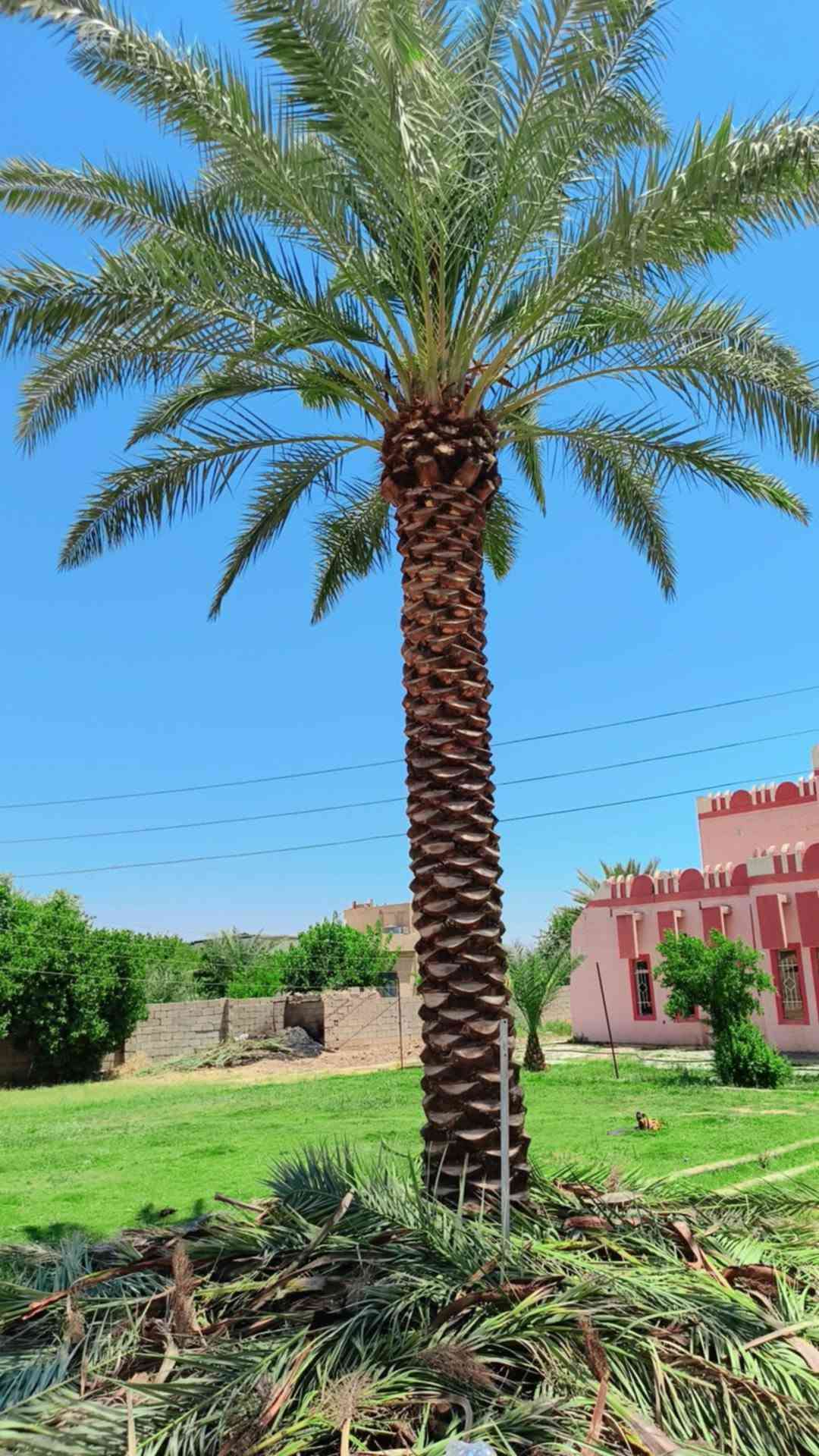 🌲🌿   كادر 🌴🌴

تكريب وتنظيف نخيل.

قلع فسائل بطريقة متقنه ومهنيه.

زراعة فسائل.

للتواصل:***********

#زراعة #نخيل #كركوك
