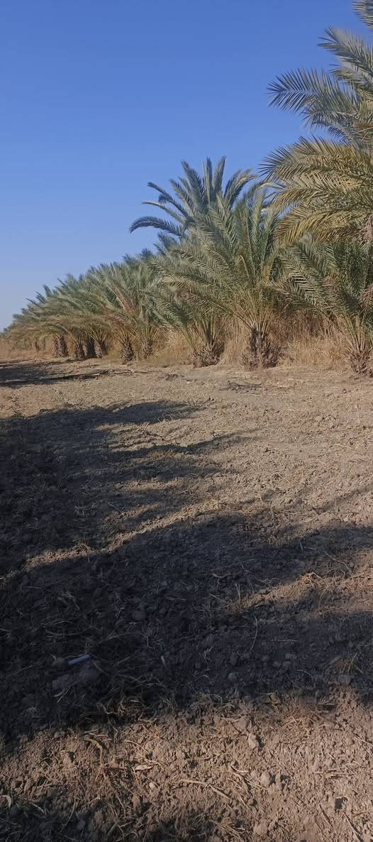السلام عليكم ارض زراعيه دونم ونص مع ثلاث بيوت بناء سقف سندويش في كربلاء طويريج نزله العيوج تبعد عن شارع لعام ١٠متر  لخدمات متوفره ماه سقي وماه اساله كهرباء ومولد ذهبي للاستفسار اكثر ‏‪***********‬‏
