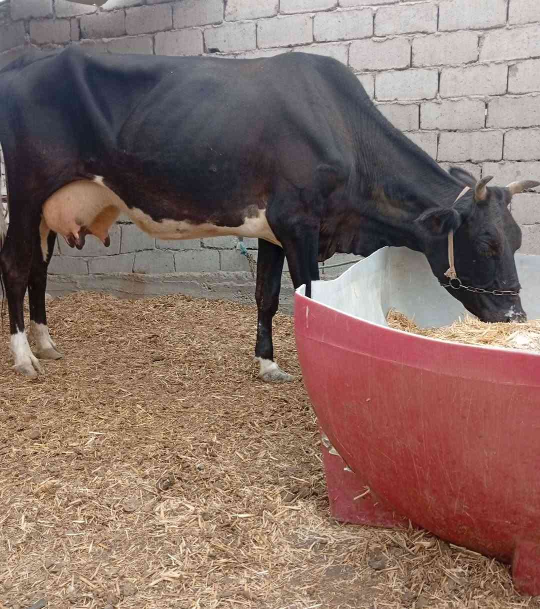 اباجير • براون • بابل الشوملي