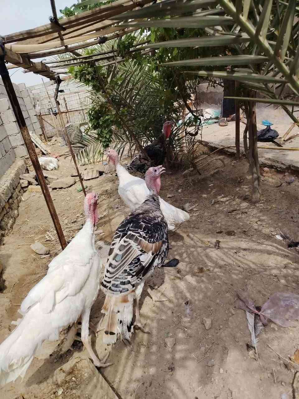 فسيفسات • فحله