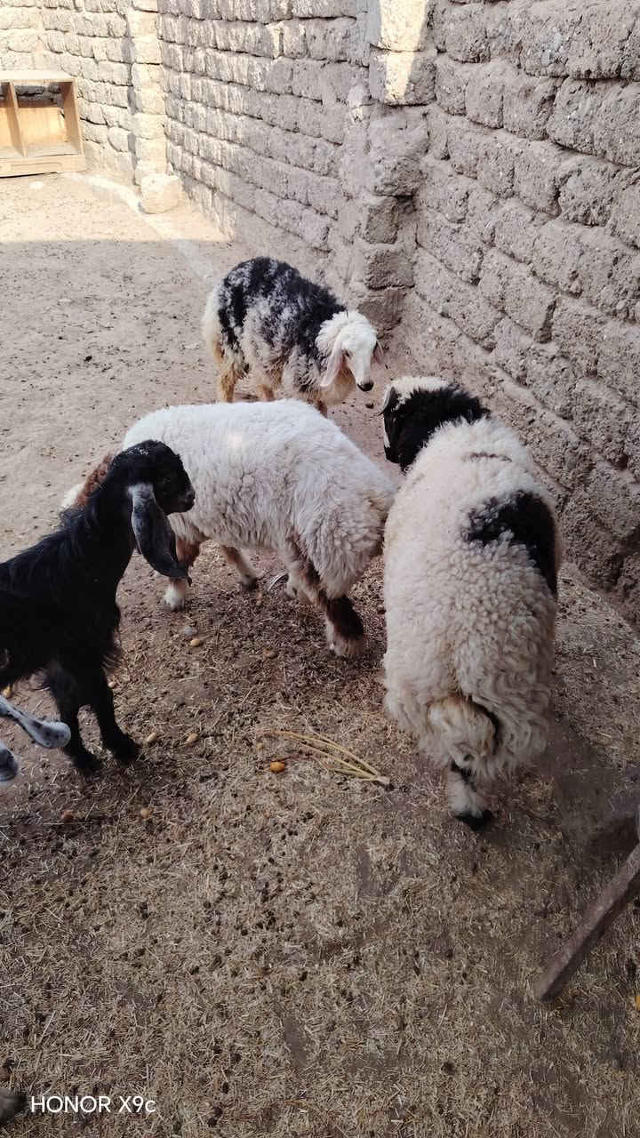 هونر X9c • جوال • جديدة