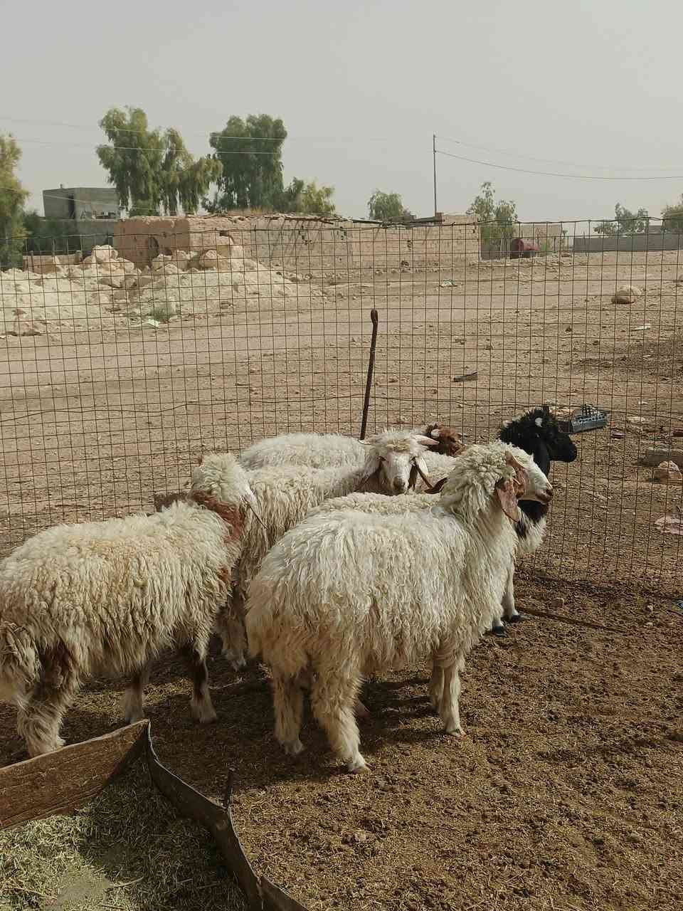 ٦ طليان • ربط • ناحية الريحانه