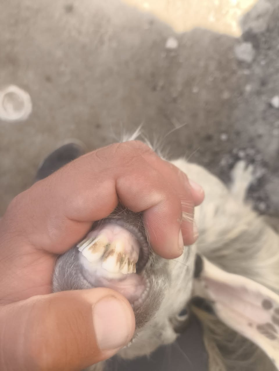اللهم صلي على محمد وآل محمد 🌺
اجذعه اول بطن خشنه وره اصخله عنز مال جنيه رقم واحد سعرها جوه السوك 
بلاش ب 350
مكاني حديثه شيخ حديد يوجد توصيل حسب الاتفاق لشراي يتصل ويدلل 
اخون عنز مال جنيه شرط النصاح 
***********
