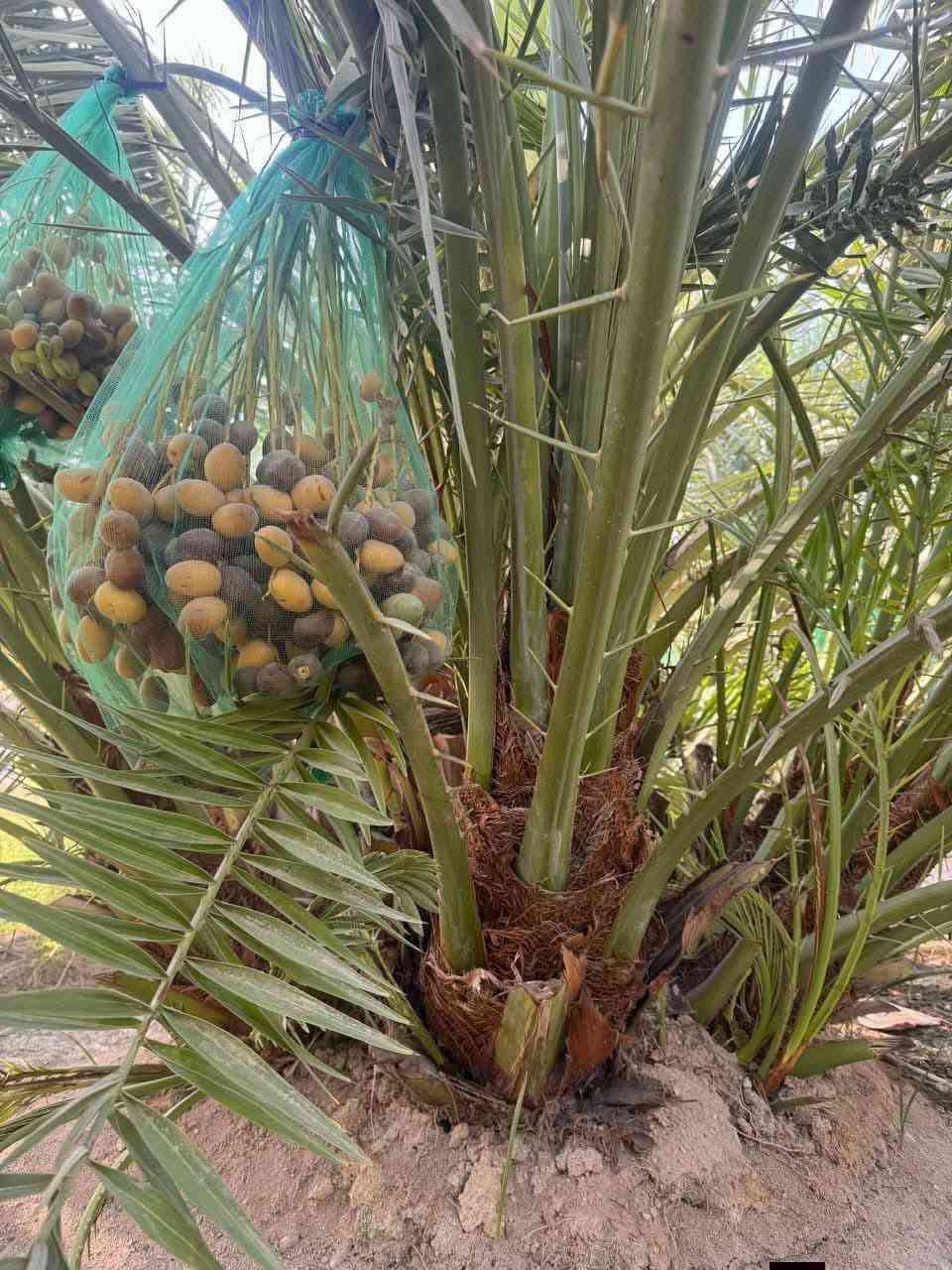 فسائل للبيع اصليات مدفونات جوه امهاتهن القلع بحظور المشتري العنوان واسط.  برحي 100الف 
مجهول 110الف 
 ألاستفسار والاتصال عل رقم. ***********
