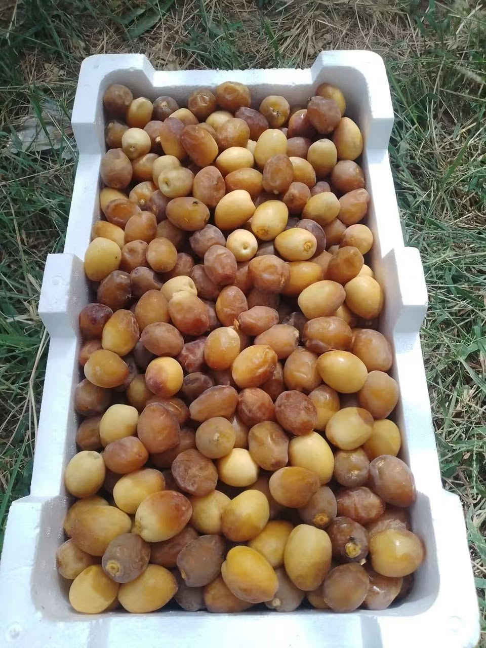 تمر برحي • درجة أولى • نص ونص