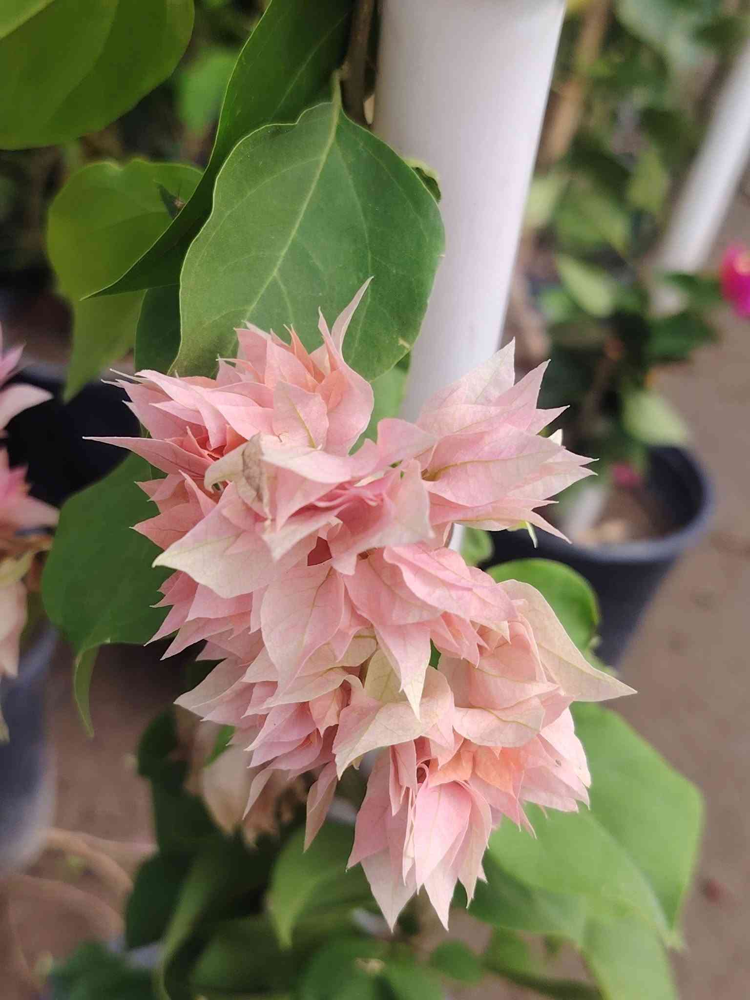 🌹🌹مشتل الأخوين 🌹🌹
السلام عليكم ورحمة الله وبركاته
تم وصول وجبه جديده من النباتات 💖💖
جوري  عطري🌷🌷
ياس عراقي🌱
بتونيه شجريه وقزميه مختلف لالوان 🌿 
دفله ا🌹 
نارنج عراقي 💞🌺
تكي كندي 💕
تين الوزير أبيض 💝
دا ودي 🌱
ضليات 🌱
ياس إيطالي 🌿
وردي بربري ورد صباح
جاكرنده
كف مريم قزميه 🌿 
جهنمي قزمي 🌿
جهنمي قطمر🌿 
جهنمي تركي متسلق💐 
ست حسن🌿 
ويوجد كافه انواع السنادين

ومختلف الأنواع من نباتات الزينه والنباتات المثمره❤
مشتل الاخوين(ابو وليد) قرب مدرس الأندلس 
الاستفسار متواجدين على الفيس بوك 
ابو وليد ***********

نص مكتوب في الصور:
- الدورنتا