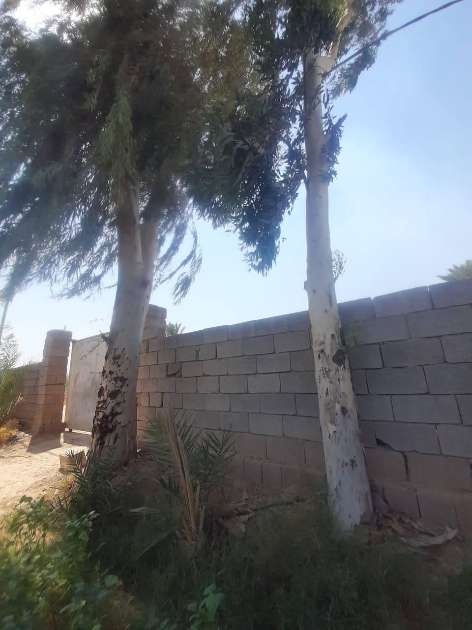 سلام عليكم شجرتين غرب للبيع قيم بما يرضى الله اتصال ***********

