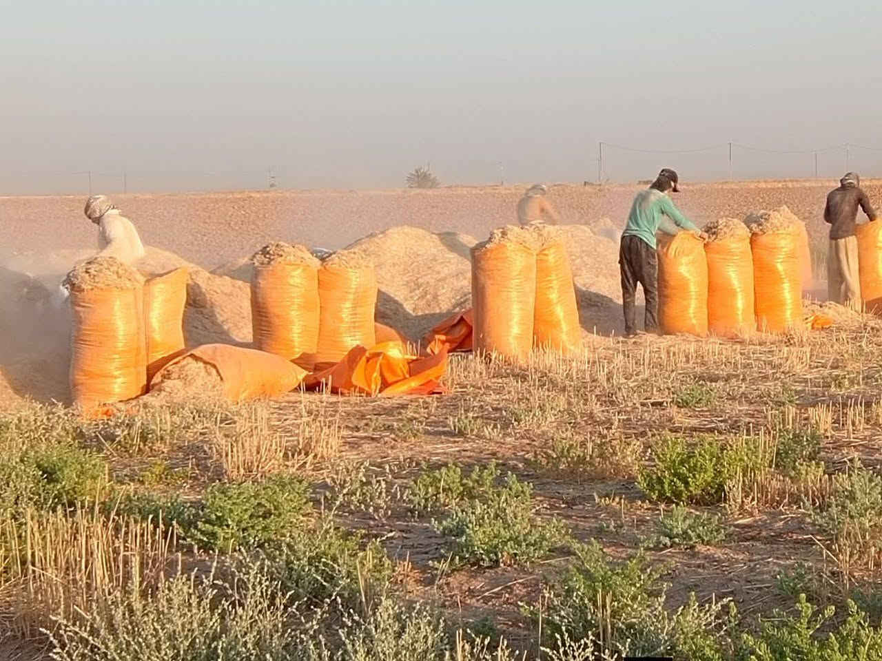 السلام عليكم يوجد تبن للبيع درجة اولى تبن نضيف تبنه ناعمه مال السنة توصيل موجود داخل الناحية وقراها سعر 50 شيلف 175 علما شيلف حجم  ٩٠
السلام عليكم يوجد تبن للبيع درجة اولى تبن نضيف تبنه ناعمه مال السنة توصيل موجود داخل الناحية وقراها سعر 50 شيلف 175 علما شيلف حجم  ٩٠
***********
