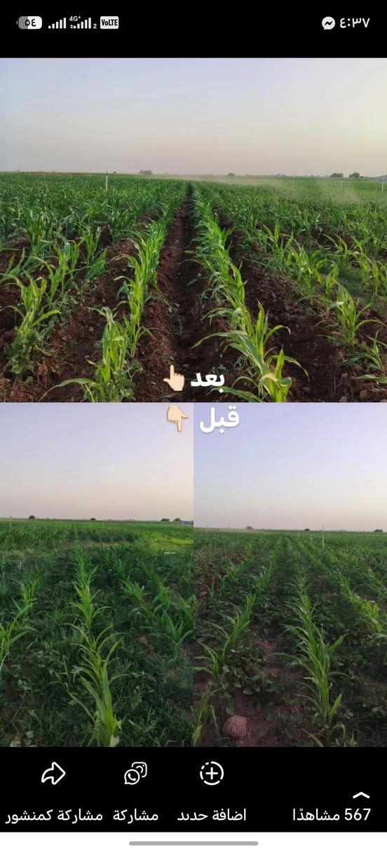 يوجد عازقه شرط شقل درجه اولى ويدلل الفلاح سعر الدونم 6 والكاز 
اتصل *********** حسب الطلب
