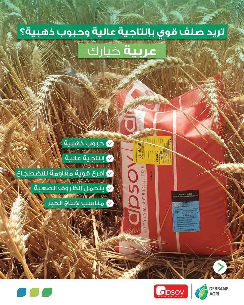 حنطة عربية • بذور • صالحة للخبز