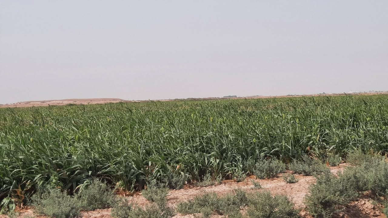 ميسان • ٧٠ دونم • ماء متوفر