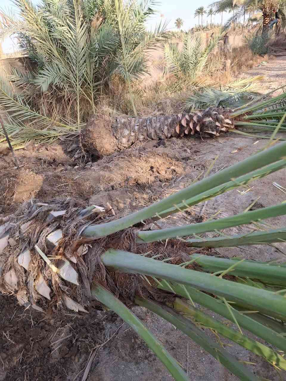 فسائل نخل • برحي خستاوي • توصيل محافظات