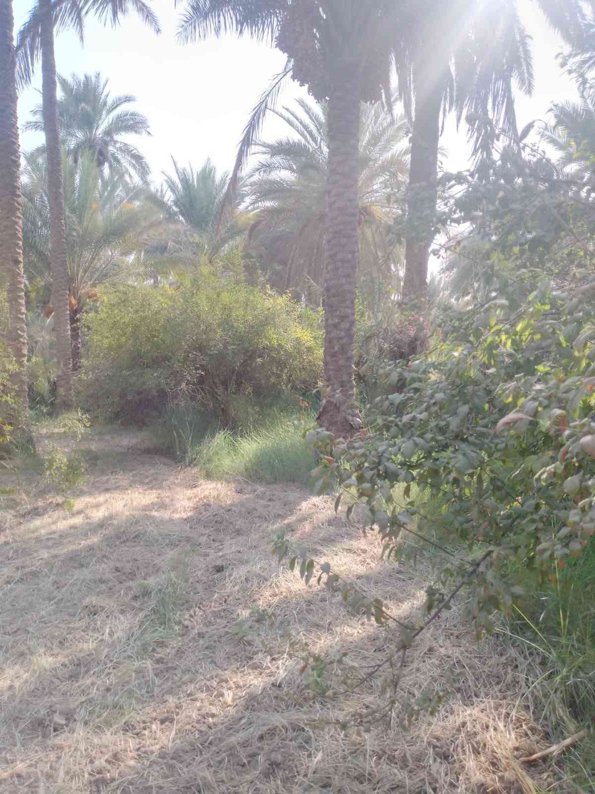دونم • دار ٢٢٥م • طريق بغداد عمود ٥٤