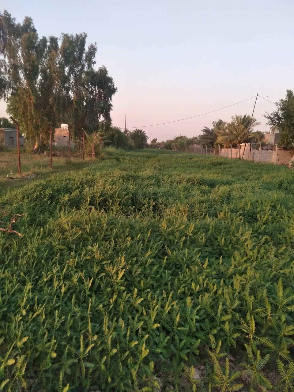 ارض زراعيه للبيع ٣٠ دونم طابو صرف في منطقه داور شبيشه صالحه للزراعه ١٠٠%مع مجرى خاص بها مع مضخه مياه بأسم راعي الأرض   مع مغروسات نخيل مع بيت صالح للسكن بناءبلوك وسقف عكاده كما موضح بلصوره للإستفسار  يرجى الاتصال علا الأرقام التاليه *********** و***********

