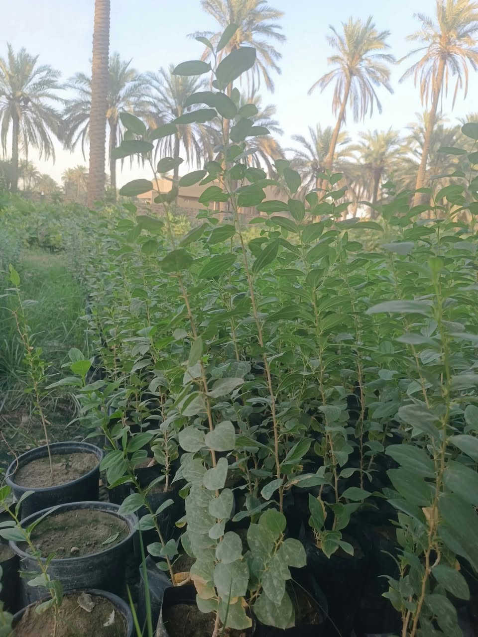 سدر حشري • جاهز للتطعيم • حله المچرية
