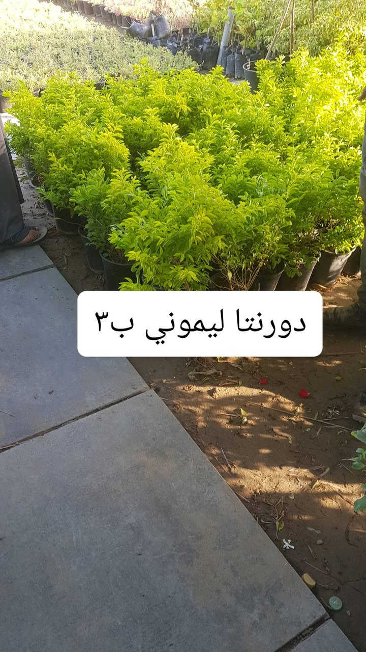 نباتات جديده متوفرة بالمشتل 
متوفر توصيل كل المحافظات 
رقم الحجز ***********

نص مكتوب في الصور:
- ياسمين هندي او فتنه
- شجره ذات ورد وعطر فواح
- ب ١٠ الاف
- عفص ليموني
- انتكوما ب ٥ الاف كبيره
- ورد الجمال ب ٣
- دورنتا ليموني ب ٣