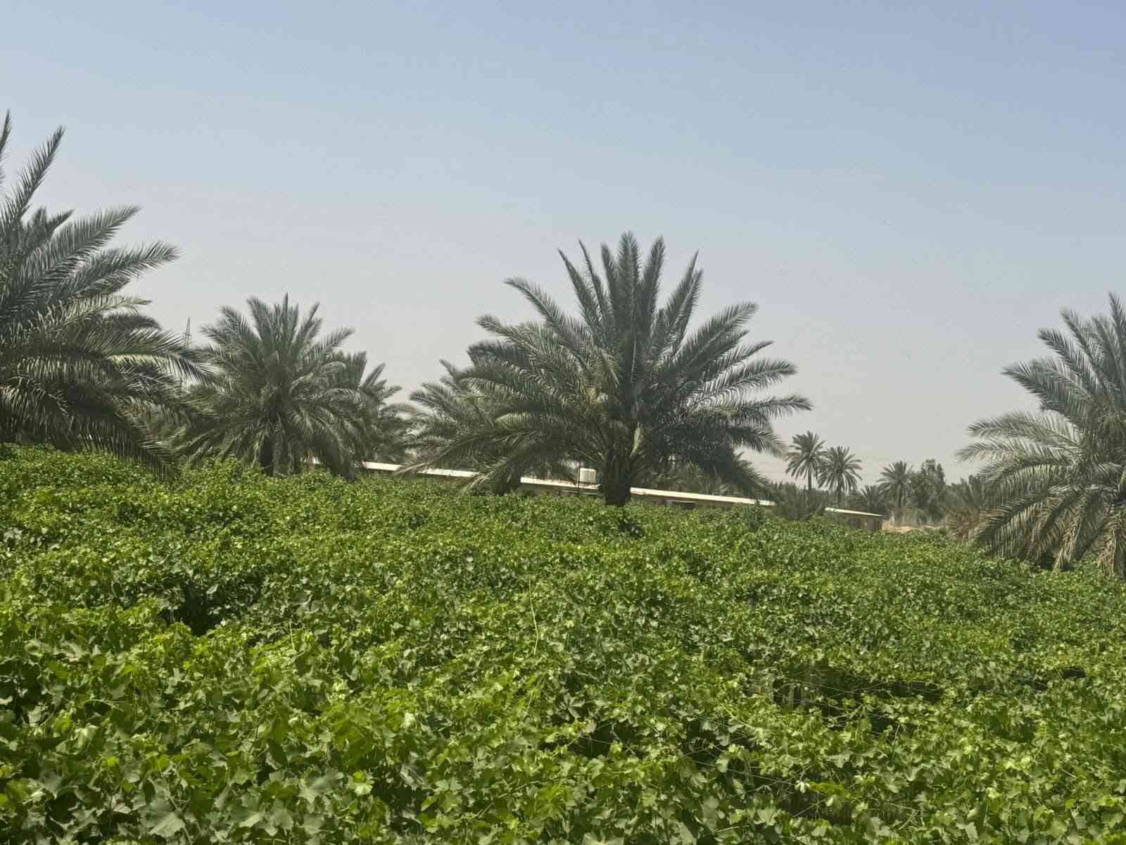 أرض طابو زراعي • ٢ دونم • هوى الشام