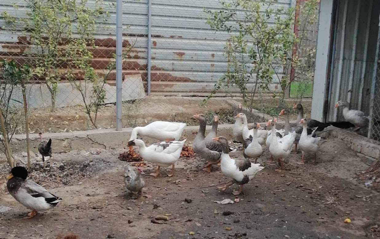 وز • طارمية • للبيع