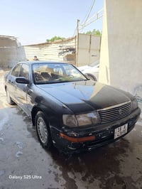كراون بطة • مكفولة • بابل