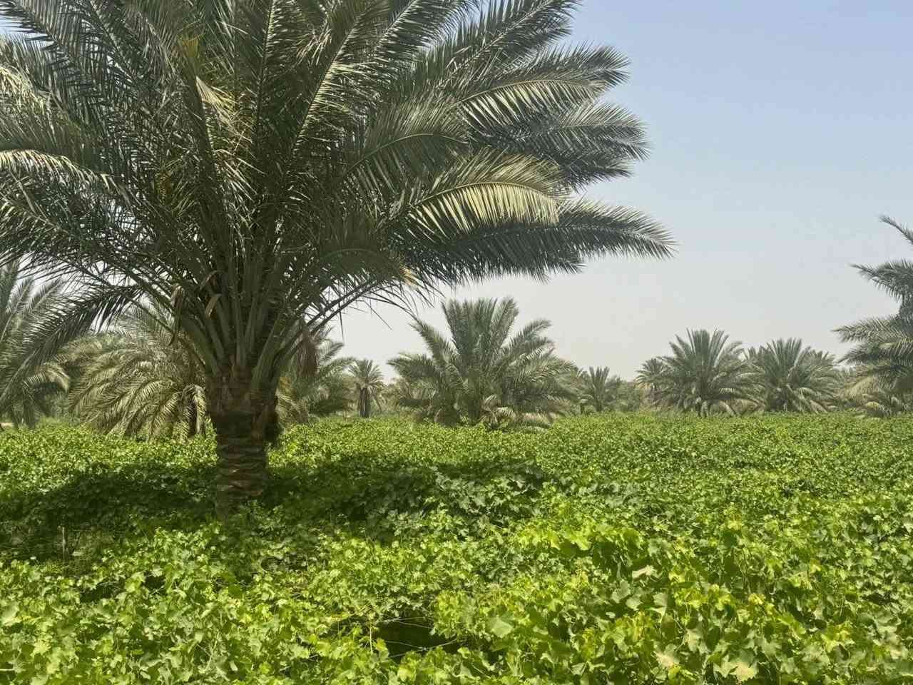 أرض طابو زراعي • ٢ دونم • هوى الشام