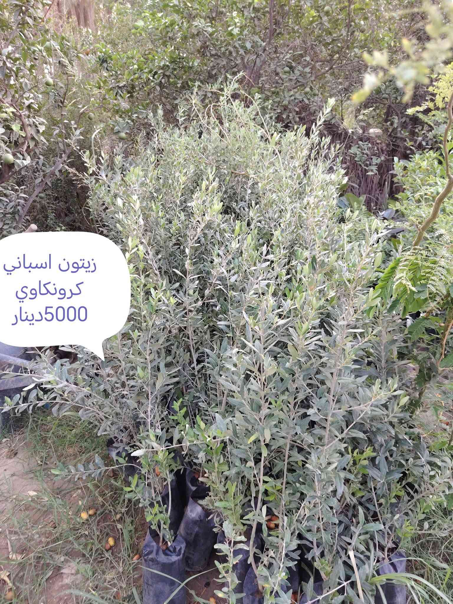 بخور • توصيل • زيتون اسباني