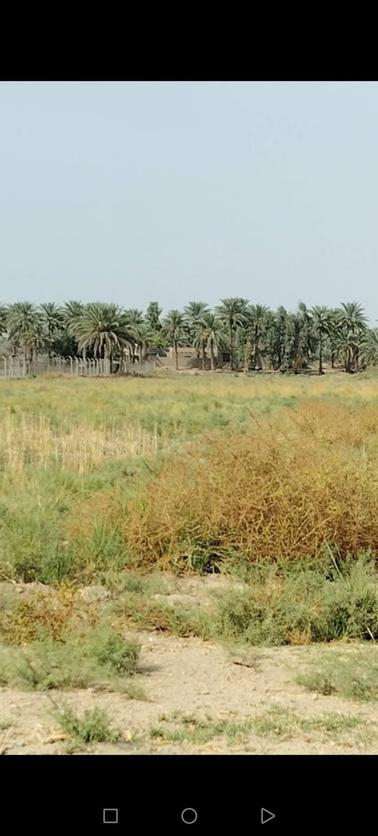 ناحية الدبله • ٦ دونم • طابو زراعي