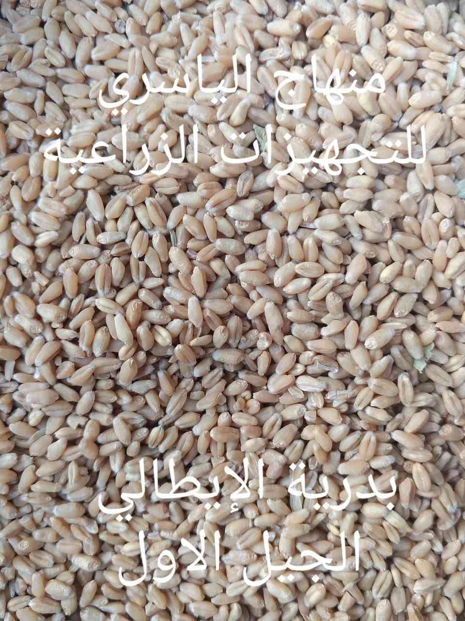السماوة طريق المهدي • بذور واسمدة • شعير عراقي