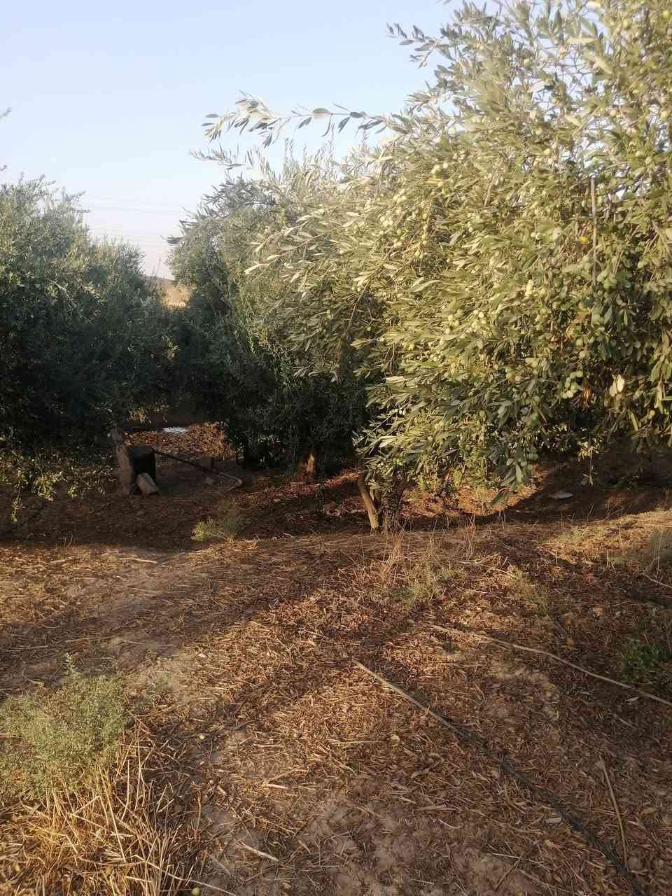 بستان زيتون • خستاوي • مدعبل
