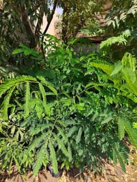 شتلات لبخ • ٧٥سم+ • تكريت