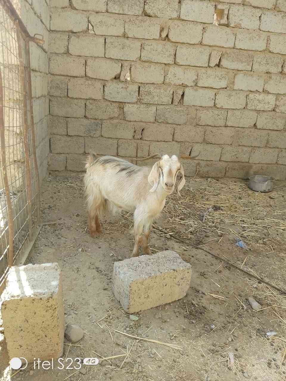 عنز • قابل تفاوض • صلاح الدين