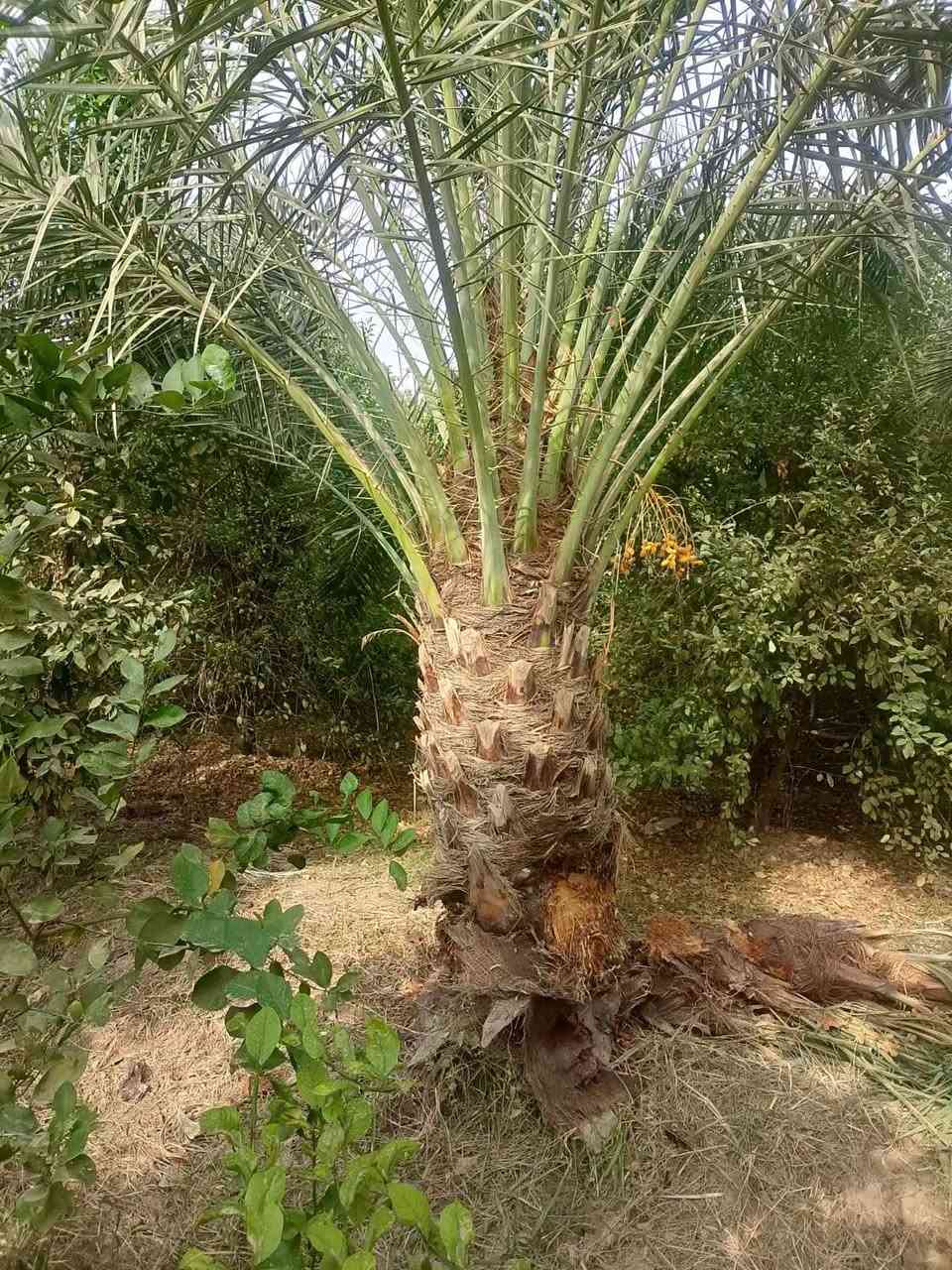 نخل • فسيل وامايات • توصيل محافظات