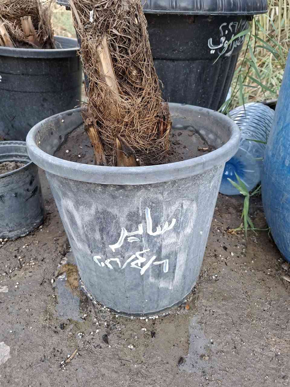 ساير مجذر ٥ أشهر حجم كبير للبيع
السعر ٢٥ الف مكاني بصرة ابو الخصيب
***********
