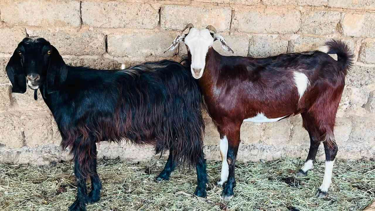 زوج اعنوز خشنات محنيات
السعر 540 وبيهن مجال
المكان العلم سمره
***********
