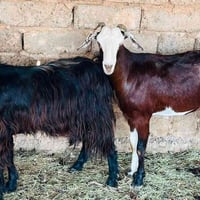 زوج عنوز • خشنات • العلم سمره