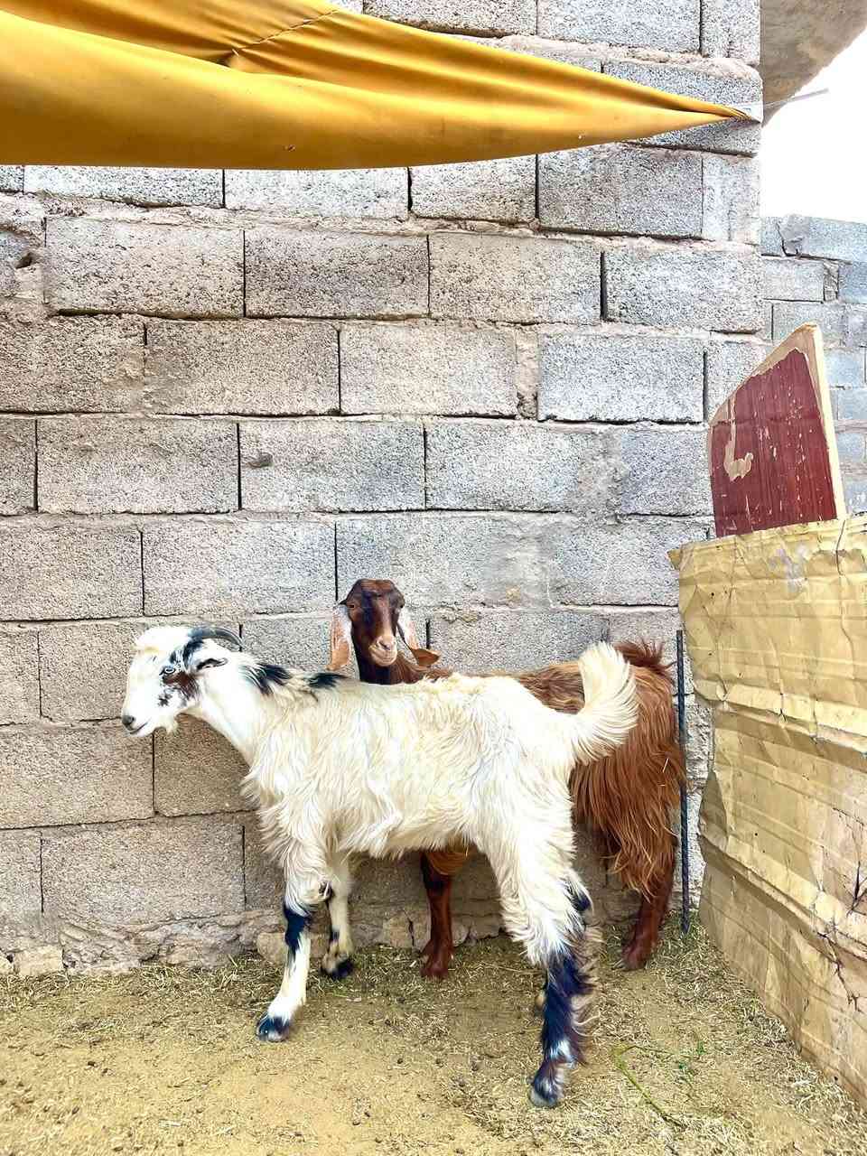 جذعه وجدي • مرتب حيل • حي العسكري