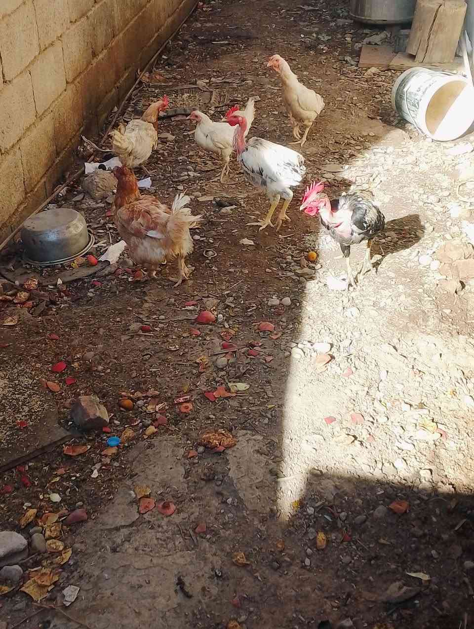 ديالى • ناحية كنعان • للبيع