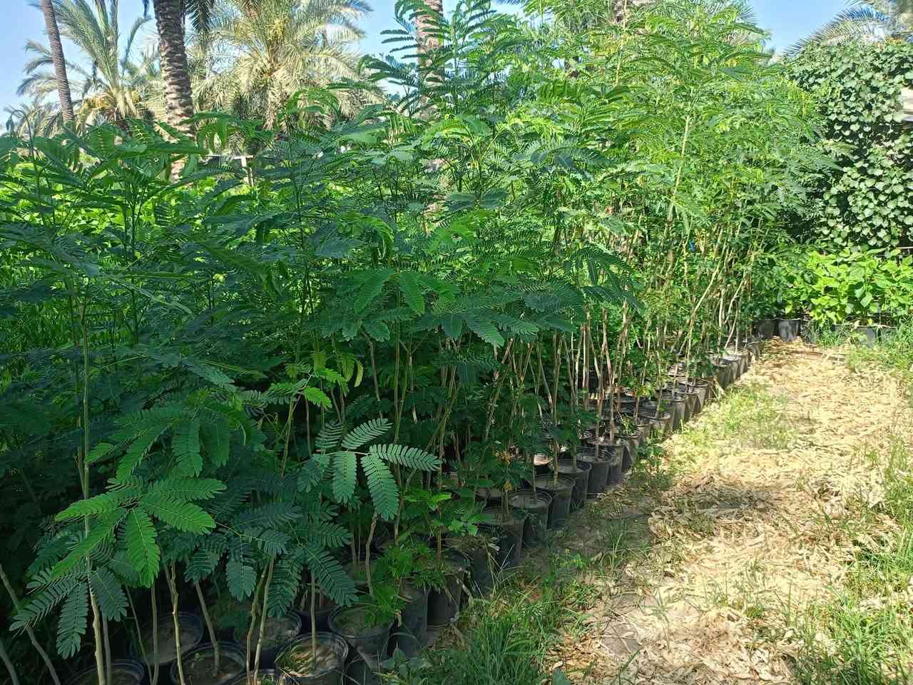 وصول النباتات الخارجيه 

جهنمي قزمي 🌷🌷🌷🌷🌷🌷🌷

اكاسيا 🌿🌿🌿🌿🌿🌿🌿🌿

كالبتوز🍂🍂🍂🍂🍂🍂🍂🍂🍂

ياس عراقي 🍃🍃🍃🍃🍃🍃🍃🍃

شوك المسيح 💐💐💐💐💐💐💐💐

البيزيا البخ 🌲🌲🌲🌲🌲🌲🌲🌲🌲

سدر عراقي 🌱🌱🌱🌱🌱🌱🌱🌱🌱🌱☘️

العنوان مشتل البطحاء الزراعي  مجاور موكب سيد حيدر 

رقم الهاتف ***********
