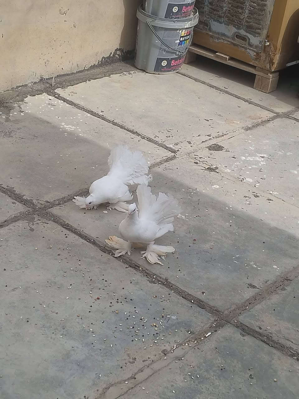 زوج حمام • مجربات • سامراء