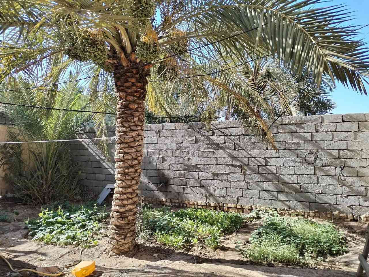 اللهم صل ع محمد وال محمد
بيت للبيع مساحته 200
طابو اسهم
بناء 100وحديقة 100
يحتوي البيت ع غرفه وصاله ومطبخ وحمامات
الحديقة تحتوي ع نخل شويثي واستعمران
السعر 90
العنوان شارع السفينة قرب شارع القيثارة
للاستفسار الاتصال ***********
