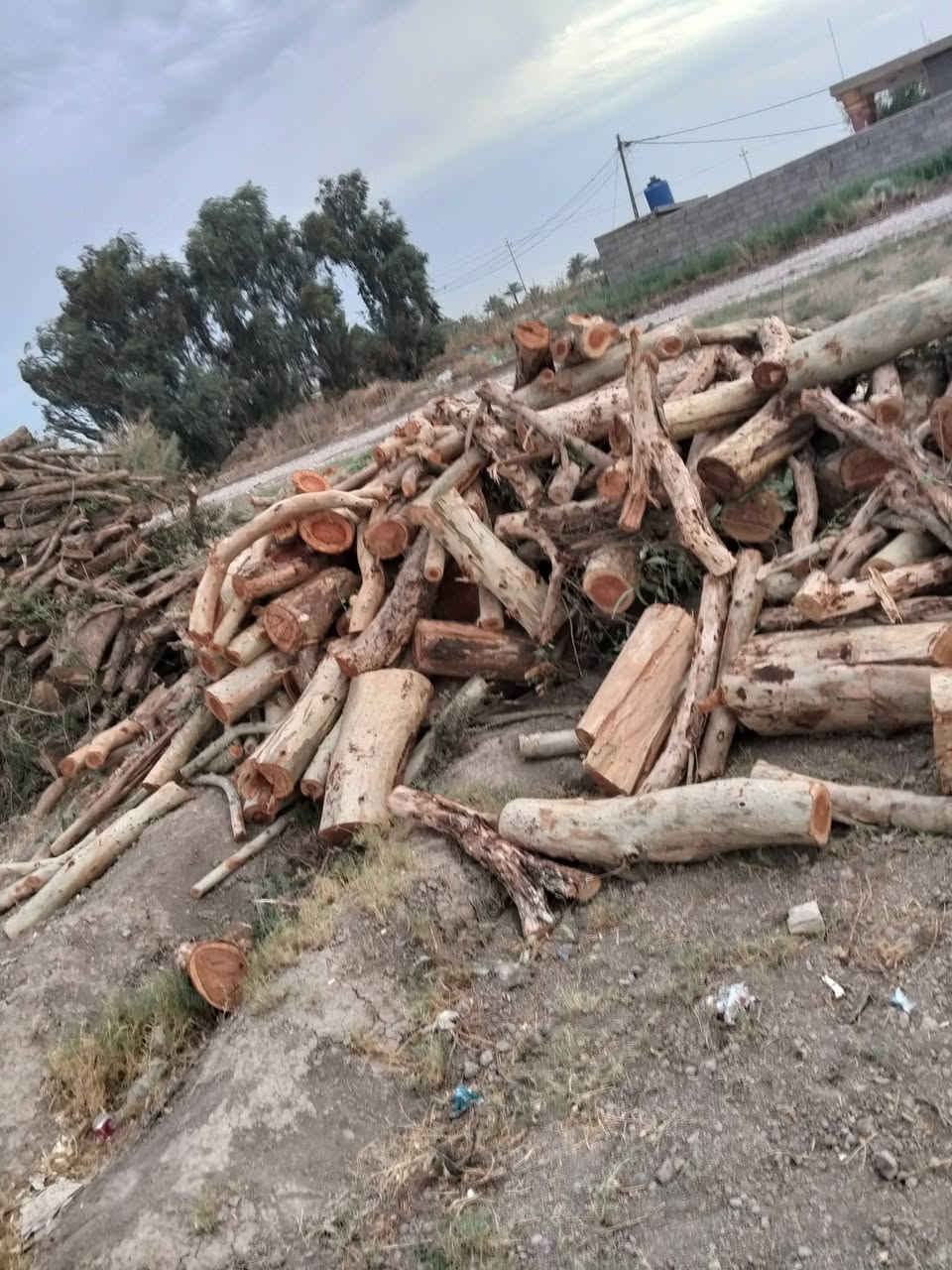 خشب • للبيع • الصويره واسط