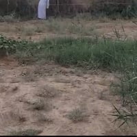 ١٠٠م • بغداد الفحامة • سند ٢٥ زراعي